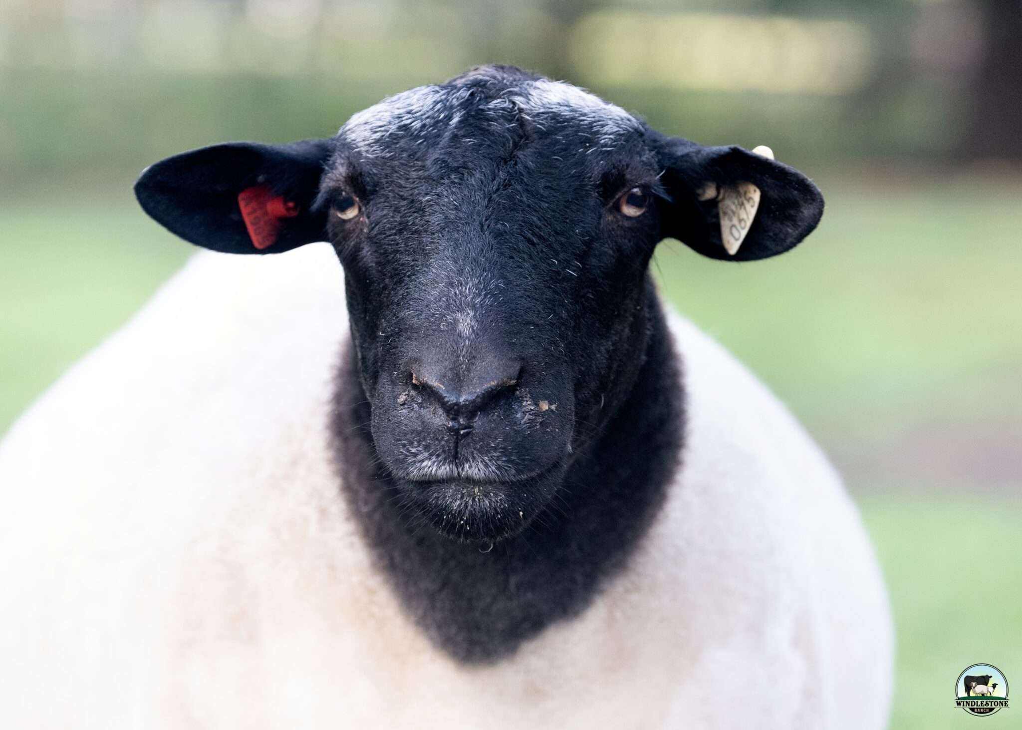 Dorper Sheep For Sale Windlestone Ranch