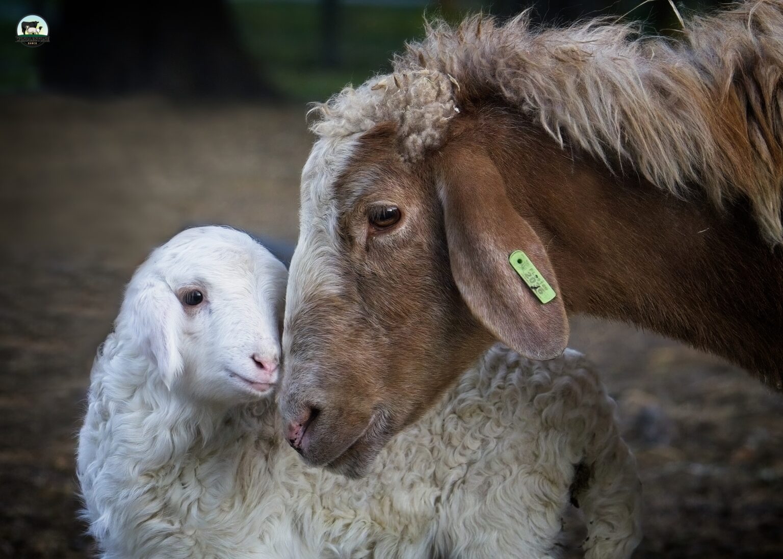 Awassi Sheep | Windlestone Ranch