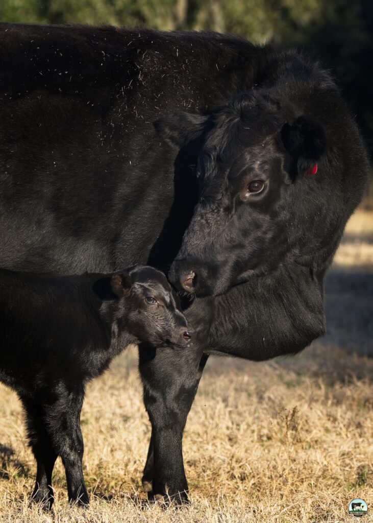 Angus Cattle for Sale | Windlestone Ranch